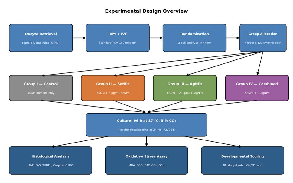 Fig. 1: Schematic of the experimental workflow from oocyte retrieval to downstream histological, redox, and developmental analyses.