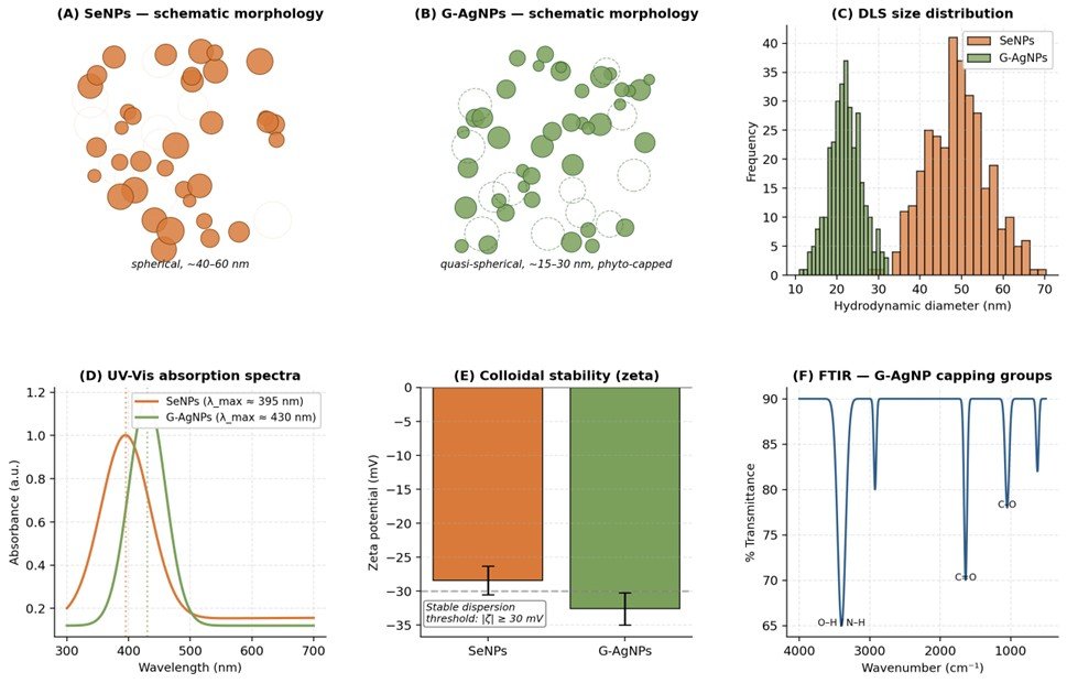 Fig. 2: Physicochemical characterization of SeNPs and G-AgNPs showing (A–B) morphological schematics, (C) DLS size distribution, (D) UV–Vis spectra, (E) zeta potential, and (F) FTIR functional-group fingerprint.