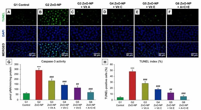 Fig. 3: TUNEL assay and caspase-3 activity. (A–F) Representative fluorescence micrographs across experimental groups (×200): green = TUNEL-positive apoptotic nuclei; blue = DAPI counterstain. Progressive reduction in TUNEL-positive cells from G2 to G6. (G) Caspase-3 enzymatic activity (pmol pNA/min/mg protein). (H) Quantitative TUNEL index (%). Bars = mean ± SEM.  *** p < 0.001 vs. G1 Control;  ## p < 0.01, ### p < 0.001 vs. G2 ZnO-NP.  Scale bar = 50 µm.