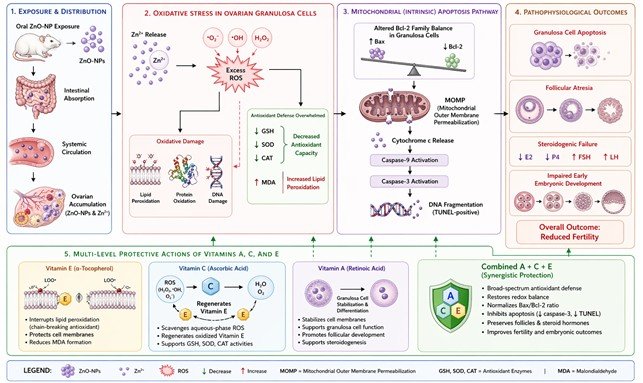 Fig. 4: Proposed mechanistic pathway of ZnO-NP-induced ovarian toxicity and multi-level protective actions of vitamins A, C, and E. Oral ZnO-NP exposure causes systemic Zn²⁺ release and ovarian nanoparticle accumulation, generating excess ROS. This overwhelms antioxidant defenses (↓ GSH, SOD, CAT; ↑ MDA), upregulates Bax and downregulates Bcl-2 in granulosa cells, promoting MOMP, caspase-3 activation, and TUNEL-detectable DNA fragmentation. Progressive granulosa cell apoptosis causes follicular atresia, steroidogenic failure (↓ E2, P4; ↑ FSH, LH), and impaired early embryonic development. Vitamin E interrupts membrane lipid-peroxidation; vitamin C scavenges aqueous-phase ROS and regenerates vitamin E; vitamin A stabilises membranes and supports granulosa cell differentiation. The combined A+C+E regimen provides comprehensive, synergistic protection at all pathway levels.