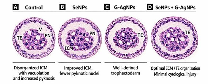Fig. 5: Schematic histological appearance of day-5 blastocysts across the four experimental groups. (A) Control: disorganized ICM with vacuolation and increased pyknosis. (B) SeNPs: improved ICM, fewer pyknotic nuclei. (C) G-AgNPs: well-defined trophectoderm. (D) SeNPs + G-AgNPs: optimal ICM/TE organization and minimal cytological injury.