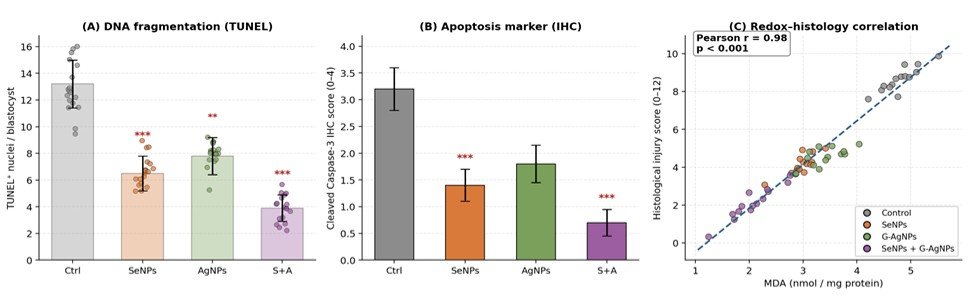 Fig. 6: (A) TUNEL-positive nuclei per blastocyst. (B) Cleaved caspase-3 immunohistochemistry score. (C) Strong positive correlation between MDA concentration and composite histological injury score.