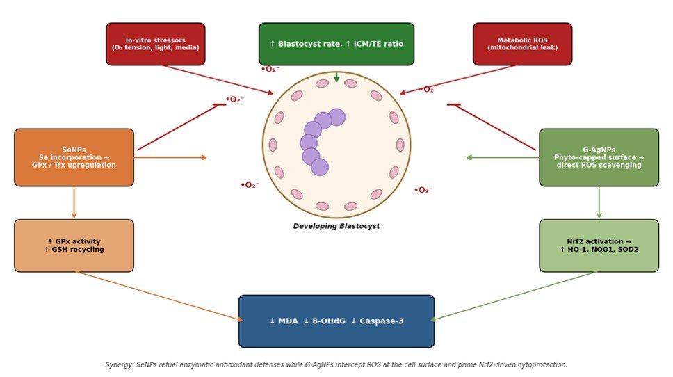 Fig. 7: Proposed molecular mechanism of SeNPs and G-AgNPs-mediated redox protection in the developing embryo, highlighting complementary nodes of action and convergent downstream suppression of apoptosis.