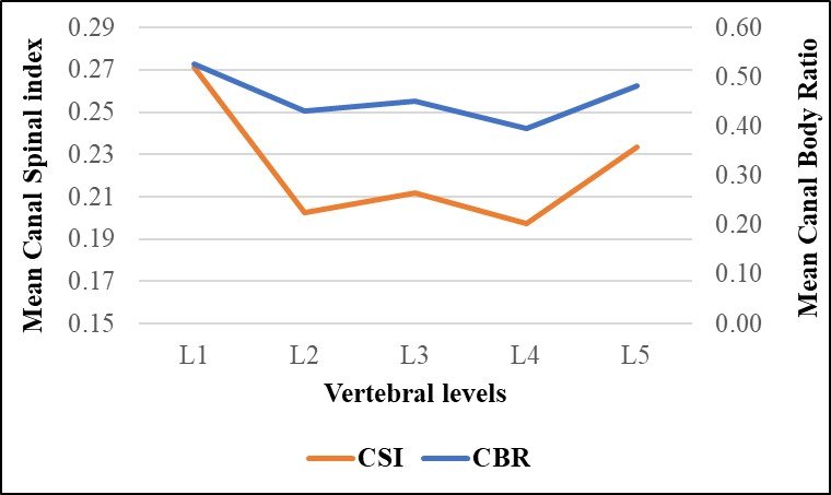 Fig. 8: Dual-axis graph demonstrating the strong positive correlation between the mean Canal Spinal Index (orange line) and Canal-to-Body Ratio (blue line) across lumbar levels L1–L5, with both indices reaching a spatial nadir at L4.